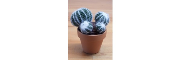 CACTUSSEN