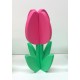 HOUTEN TULP